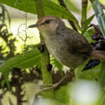 Shade Bush Warbler (image by Paul van Giersbergen)