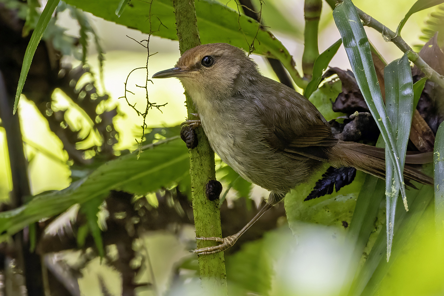Shade Bush Warbler (image by Paul van Giersbergen)