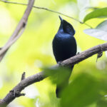 Shining Flycatcher (image by Dáni Balla)