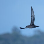 Short-tailed Shearwater (image by Simon Mitchell)