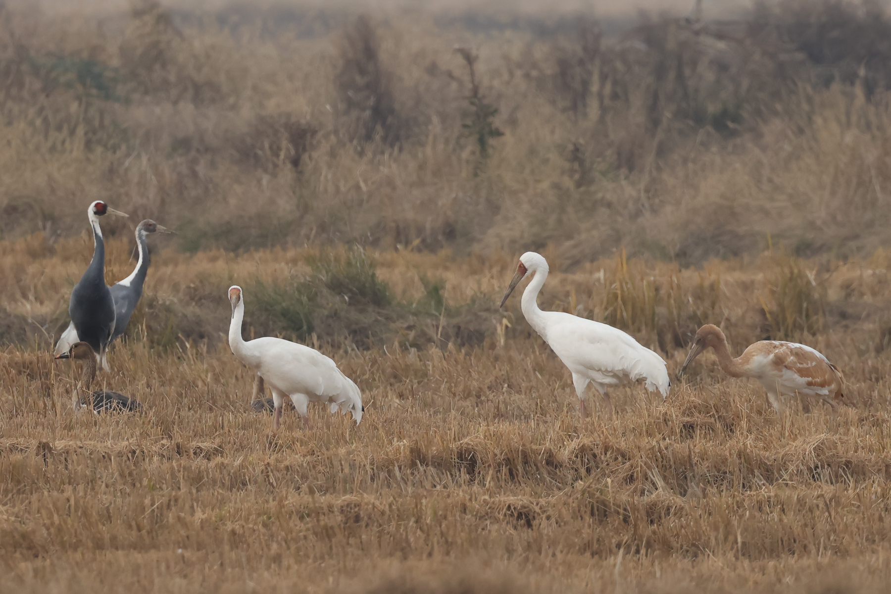 Siberian and White-naped Cranes (image by Vincent van der Spek)