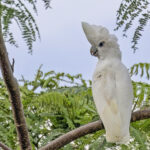 Solomons Corella (image by Paul van Giersbergen)
