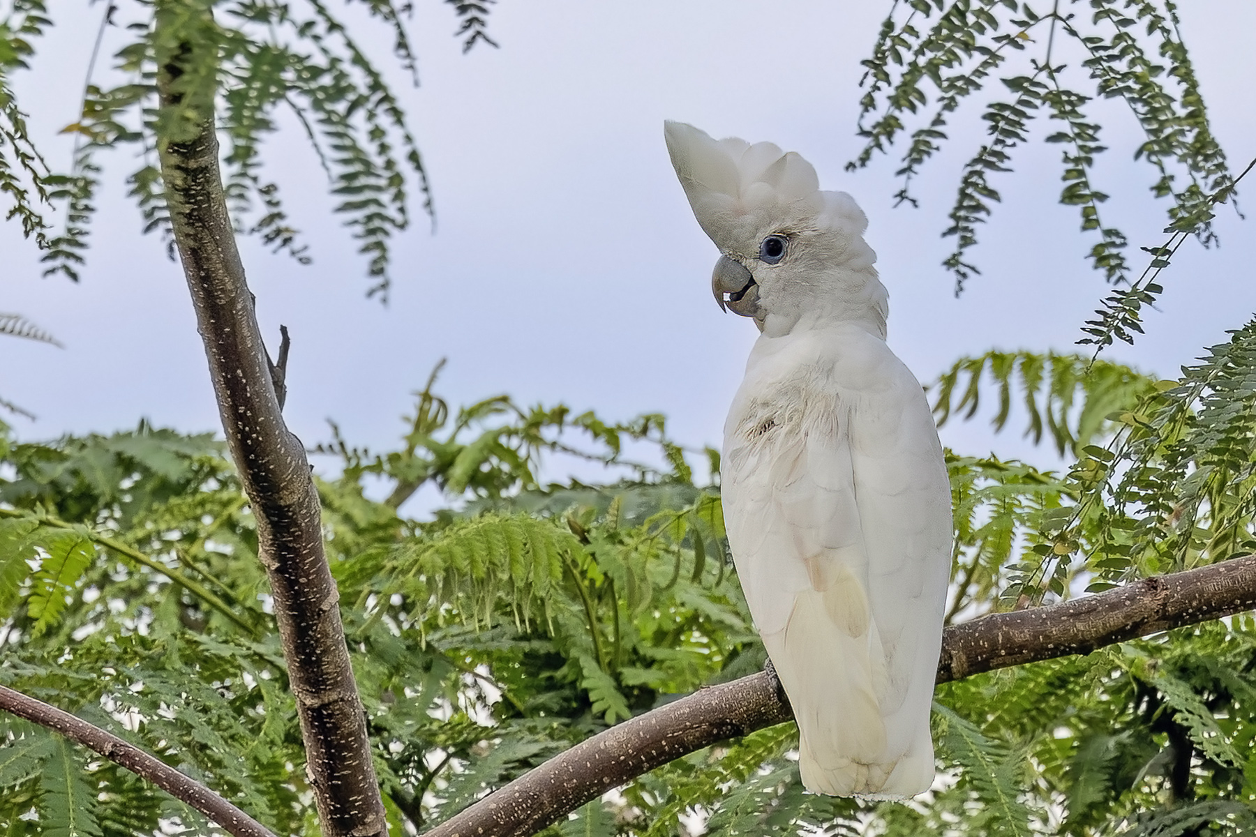 Solomons Corella (image by Paul van Giersbergen)