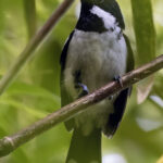 Solomons Monarch (image by Paul van Giersbergen)