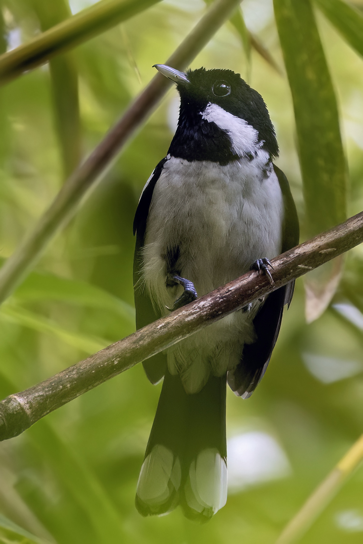 Solomons Monarch (image by Paul van Giersbergen)