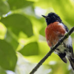 Solomons Robin (image by Paul van Giersbergen)