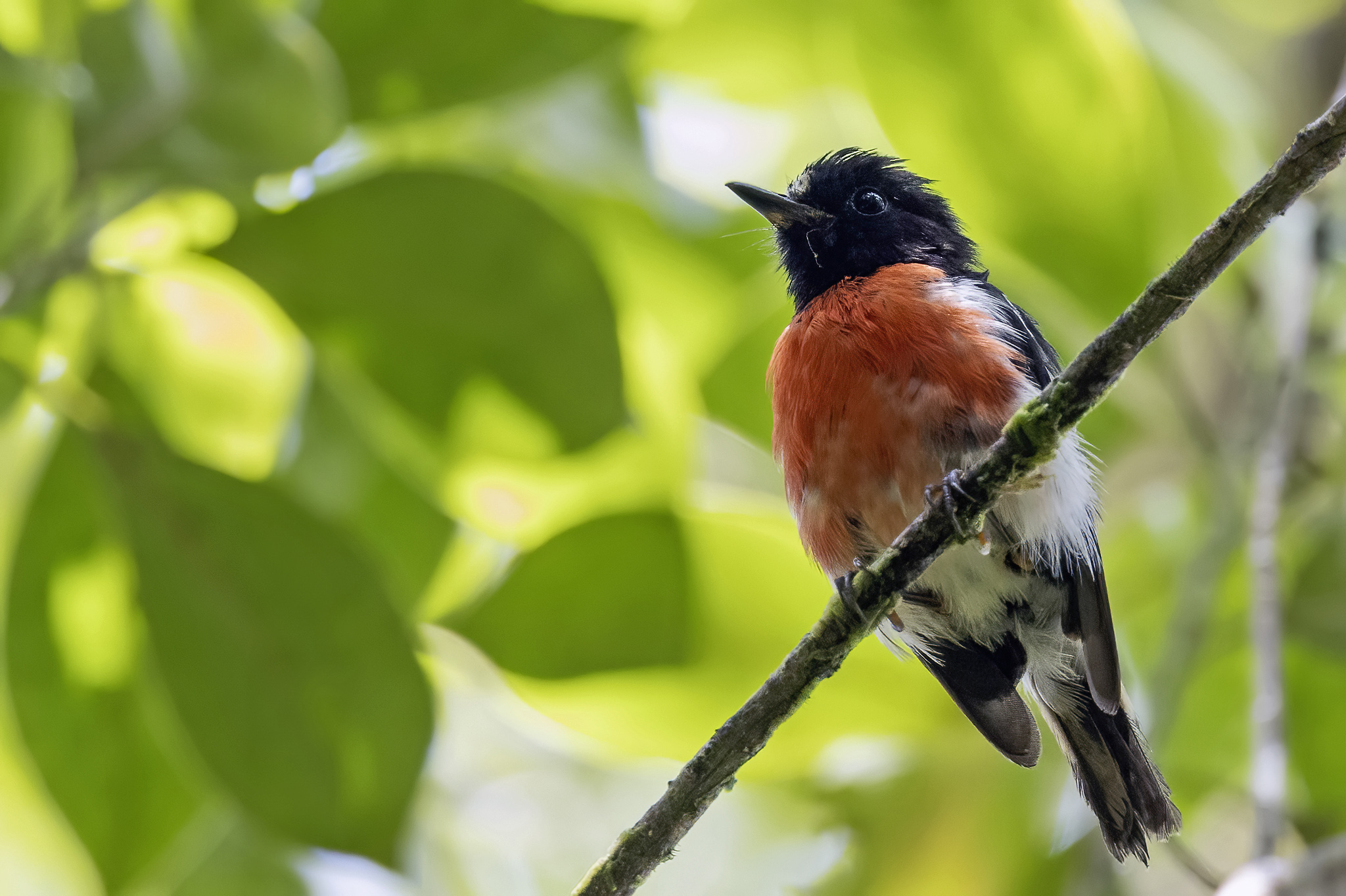 Solomons Robin (image by Paul van Giersbergen)