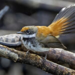 Solomons Rufous Fantail (image by Paul van Giersbergen)