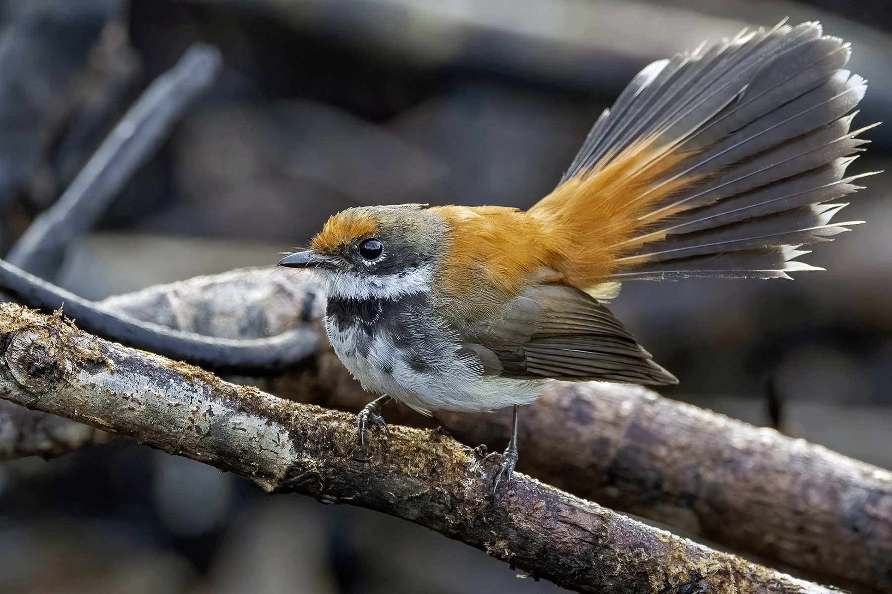 Solomons Rufous Fantail (image by Paul van Giersbergen)