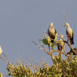 Spice and Pied Imperial Pigeon (image by Dáni Balla)