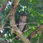 Spot-bellied Eagle-Owl (image by Craig Robson)