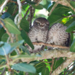 Spotted Owlets (image by Craig Robson)