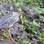 Striated Heron (image by Hannu Jännes)