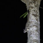 Sugar Glider (image by Dáni Balla)