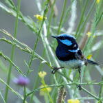 Superb Fairywren (image by Simon Mitchell)