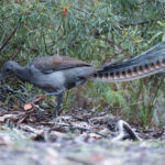 Superb Lyrebird (image by Simon Mitchell)