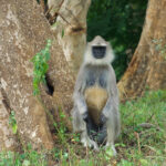 Tufted Grey Langur (image by Craig Robson)