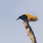 Twelve-wired Bird-of-paradise (image by Dáni Balla)
