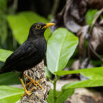 Vanikoro Island Thrush (image by Paul van Giersbergen)