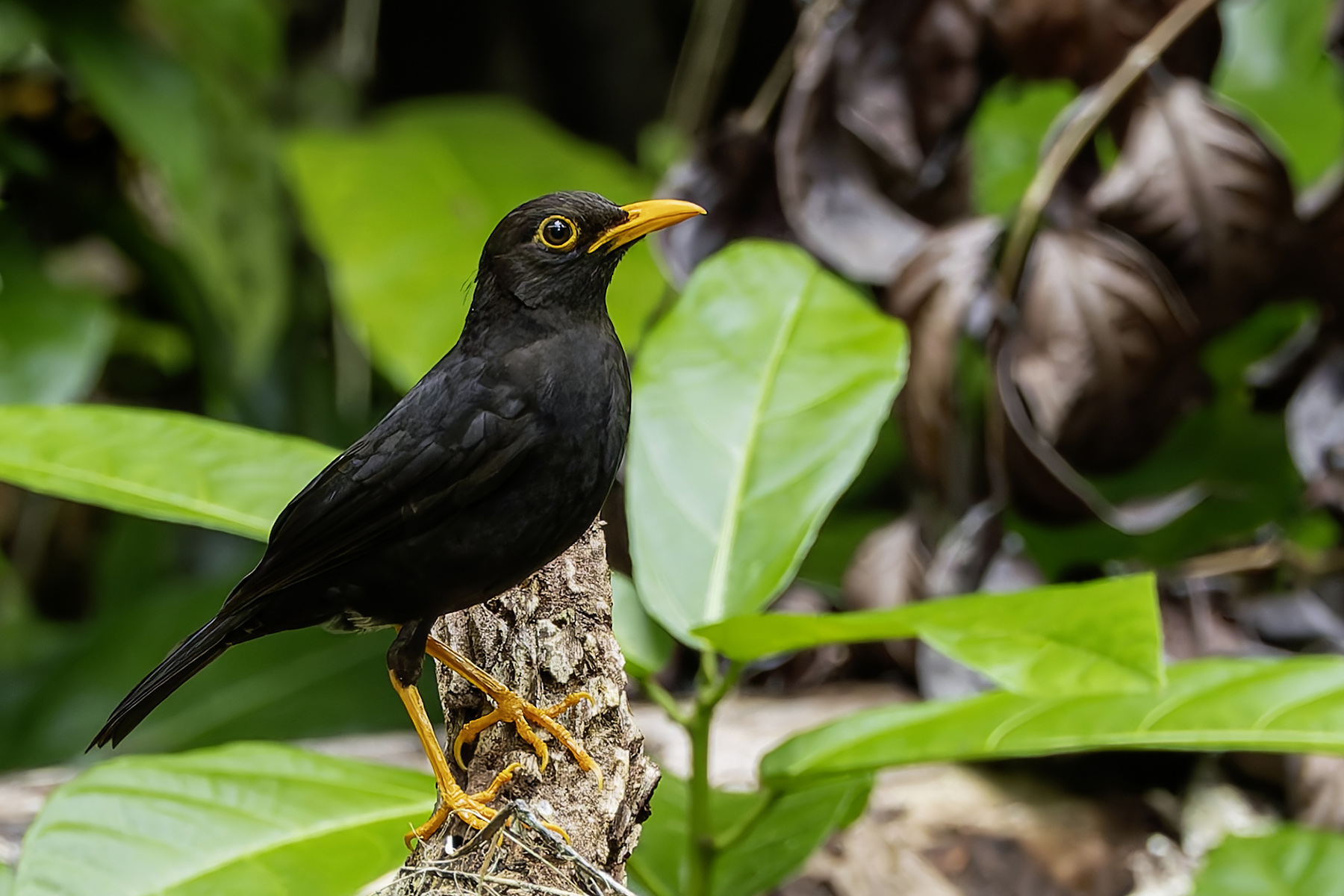 Vanikoro Island Thrush (image by Paul van Giersbergen)