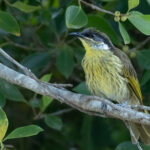 Varied Honeyeater (image by Simon Mitchell)