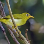 Vella Lavella White-eye (image by Paul van Giersbergen)
