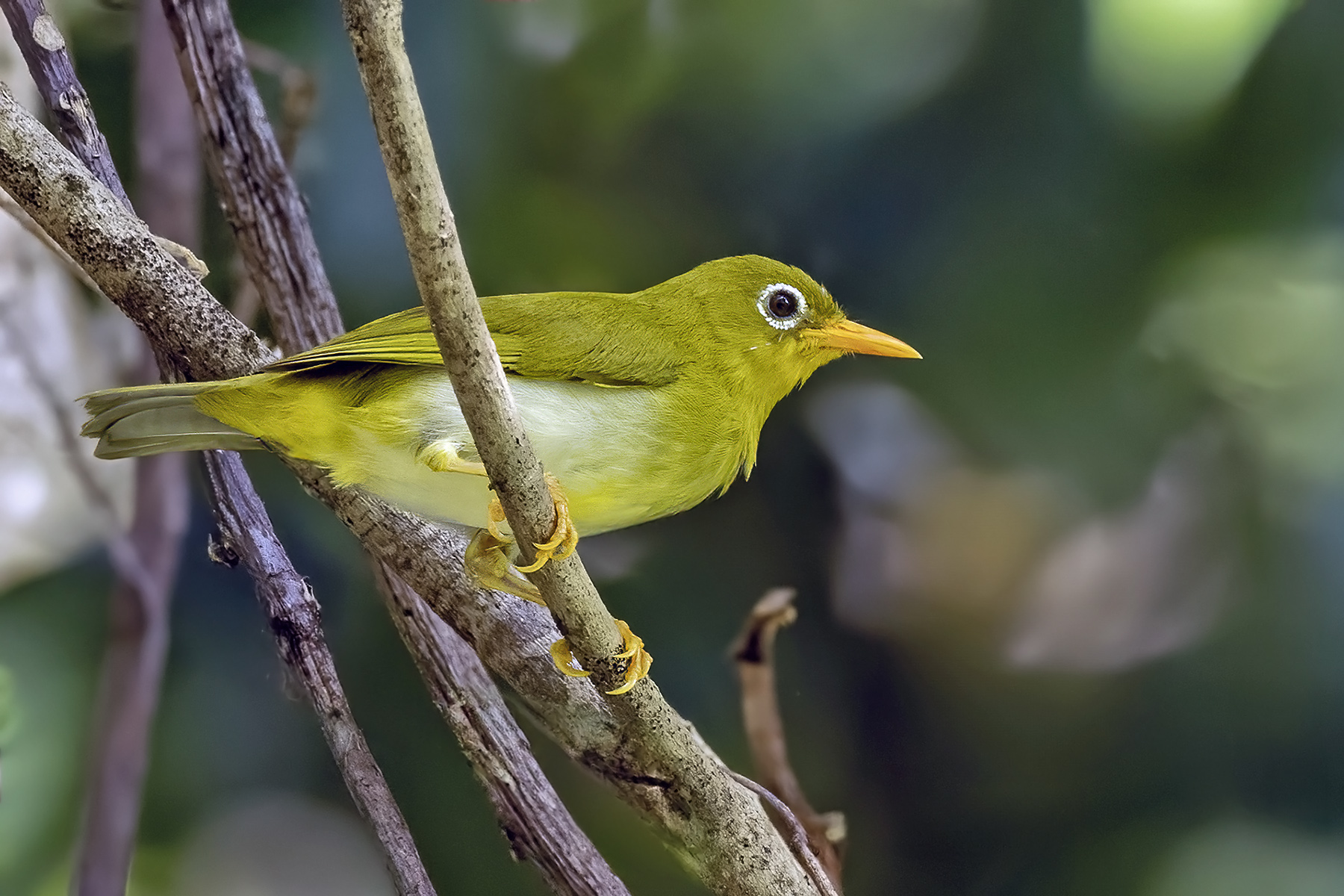 Vella Lavella White-eye (image by Paul van Giersbergen)