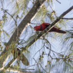 Violet-necked Lory (image by Dáni Balla)