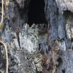 Vogelkop Owlet-nightjar (image by Dáni Balla)