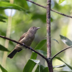 Waigeo Shrikethrush (image by Dáni Balla)