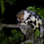 Waigeo Spotted Cuscus (image by Dáni Balla)