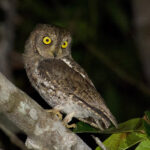 Walden's (Oriental) Scops Owl (image by Craig Robson)