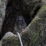 Wallace's Owlet-nightjar (image by Dáni Balla)