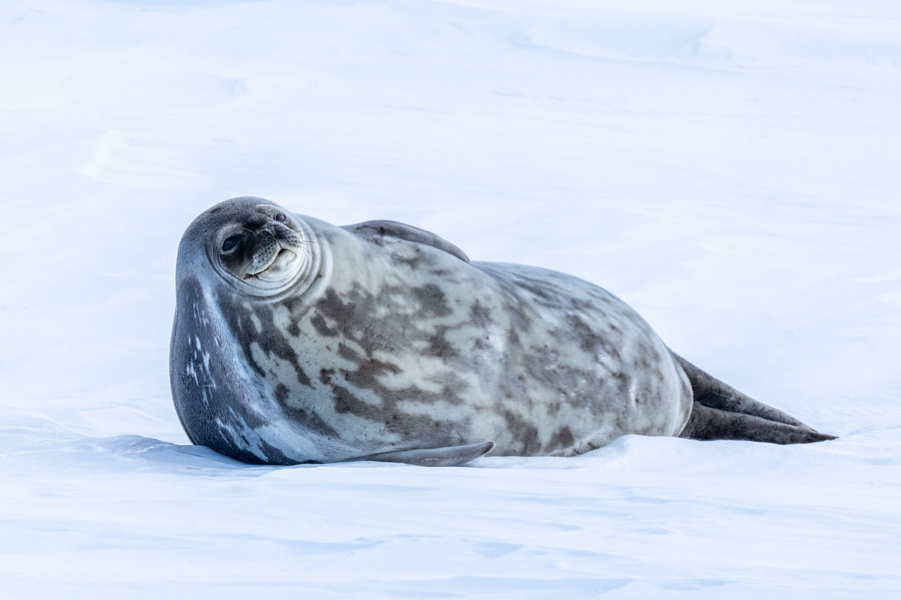 Weddell Seal (image by Inger Vandyke)