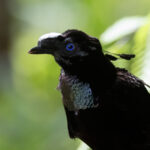 Western Parotia (image by Dáni Balla)