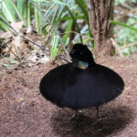 Western Parotia (image by Dáni Balla)