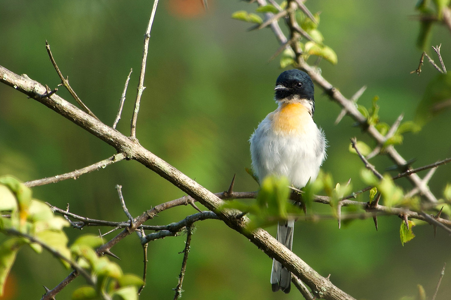 White-bellied Minivet (image by Craig Robson)