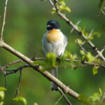 White-bellied Minivet (image by Craig Robson)