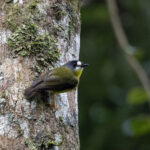 White-faced Robin (image by Dáni Balla)
