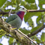 White-headed Fruit Dove (image by Paul van Giersbergen)