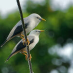White-headed Starlings (image by Craig Robson)