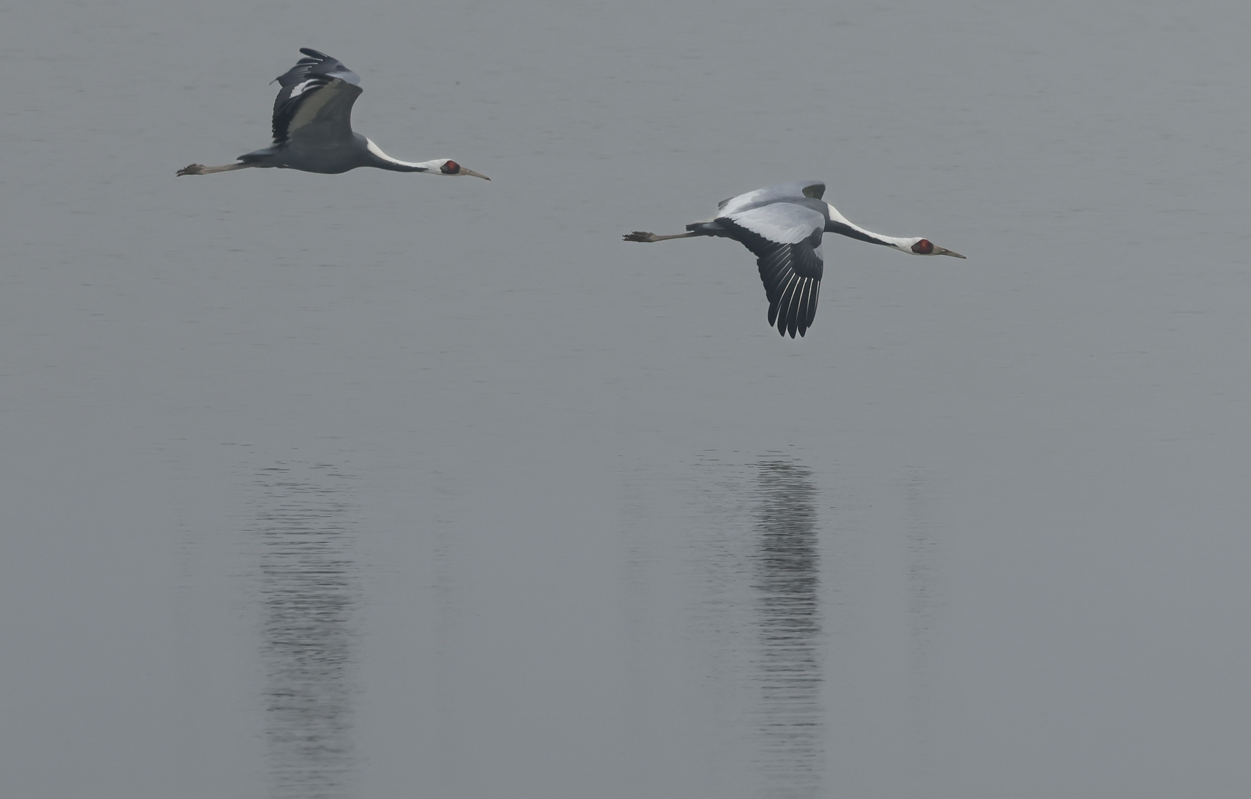 White-naped Cranes (image by Vincent van der Spek)