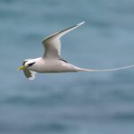 White-tailed Tropicbird (image by Hannu Jännes)