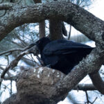 White-winged Chough (image by Simon Mitchell)