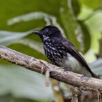 White-winged Fantail (image by Paul van Giersbergen)