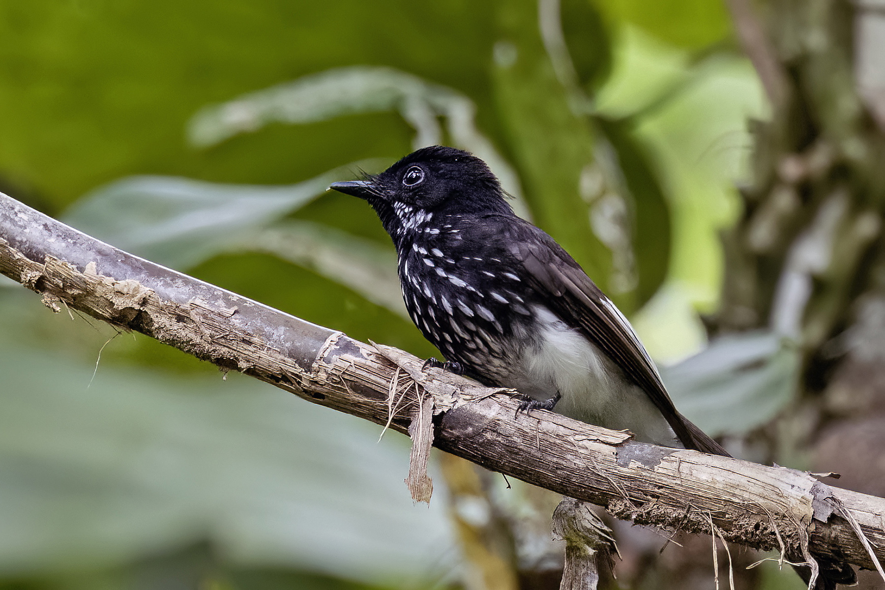White-winged Fantail (image by Paul van Giersbergen)