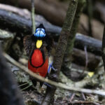 Wilson's Bird-of-paradise (image by Dáni Balla)