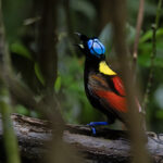 Wilson's Bird-of-paradise (image by Dáni Balla)