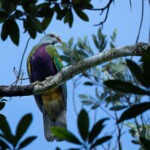 Wompoo Fruit Dove (image by Simon Mitchell)