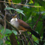 Wynaad Laughingthrush (image by Craig Robson)